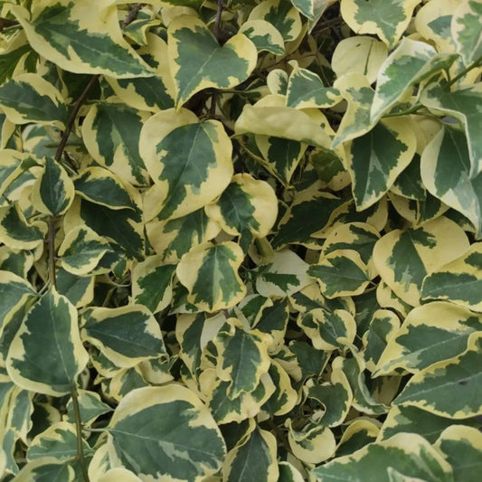 Een groene klimplant met paarse bloemen in een donkere pot, naast een set van vier identieke planten in een zwarte verpakking, geschikt voor decoratieve klimmen in binnen- en buitenruimtes.