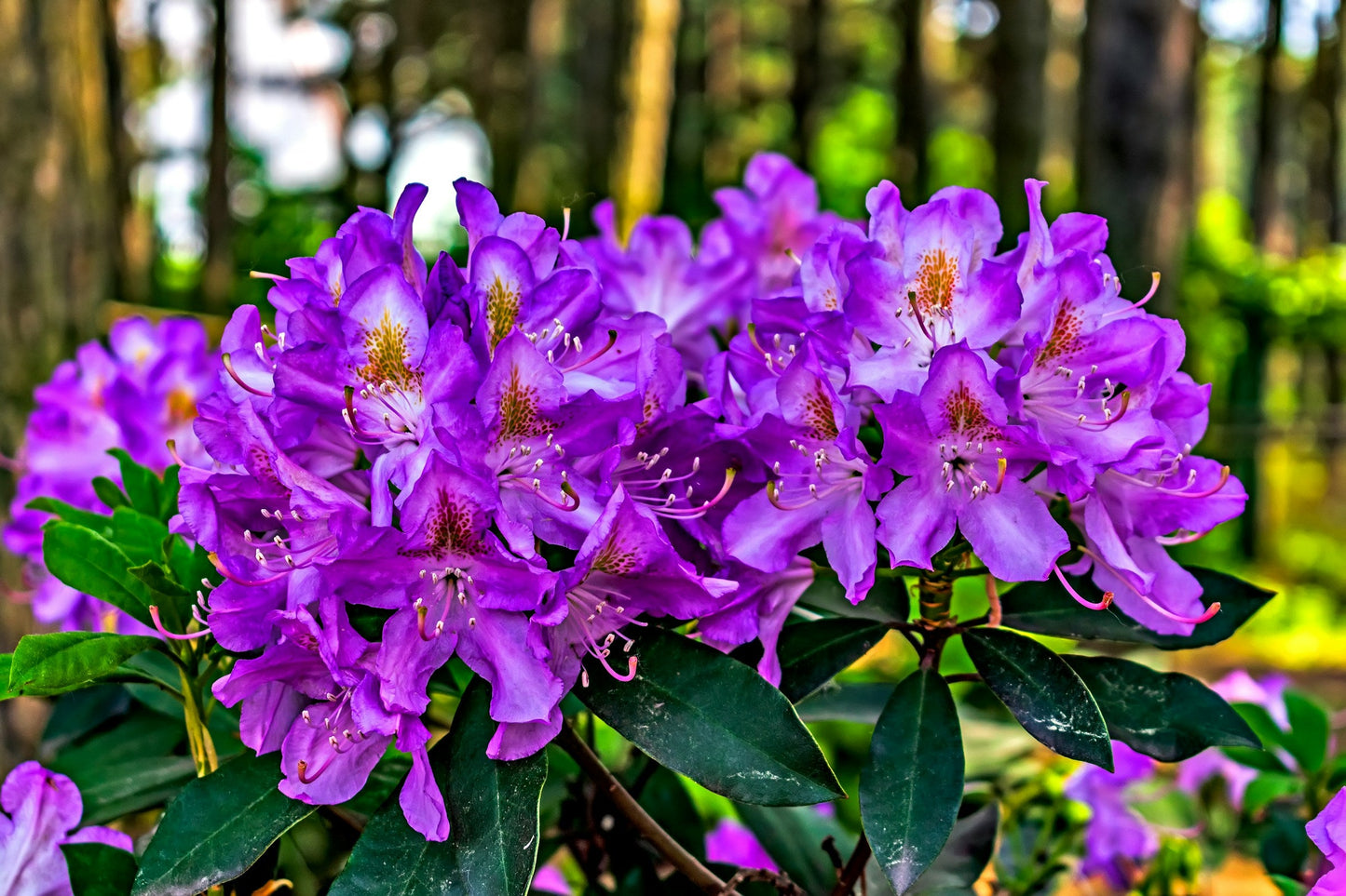 Rhododendron 'Marcel Menard'