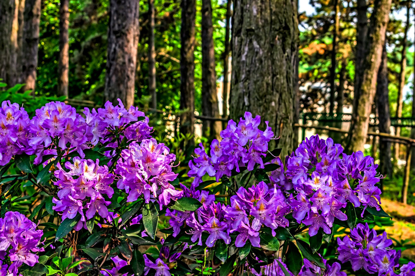 Rhododendron 'Marcel Menard'