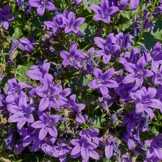 Violette klokjesbloemen in volle bloei, met zachte bladeren en zichtbare stempels. Perfect voor tuinversiering en bloemenliefhebbers die natuurlijke kleuren zoeken.