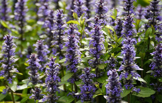 Violette bloemen met fijne, gestreepte bloemtrossen staan dicht bij elkaar tussen groene bladeren. Perfect voor tuinversiering en natuurlijke decoratie in een bloembed.
