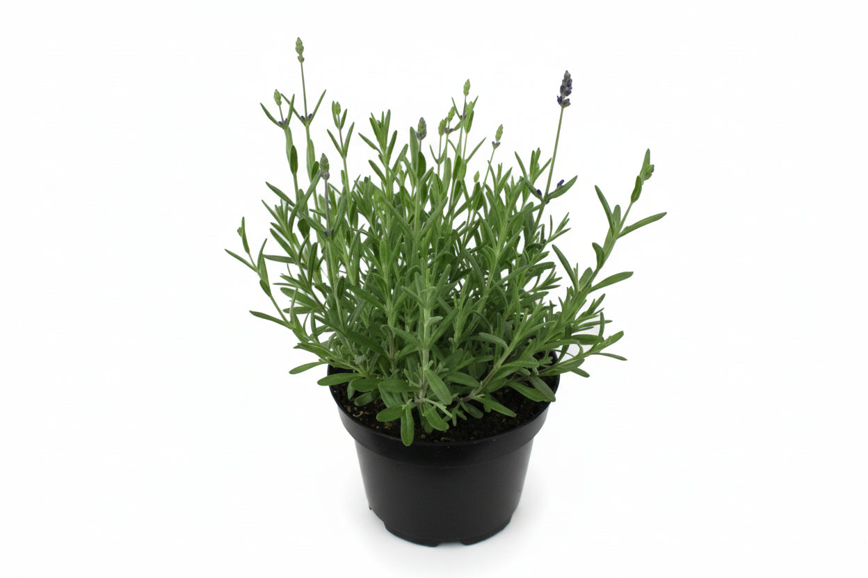 Lavandula angustifolia 'Blue Scent' - Blauwe lavendel