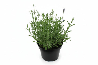 Lavandula angustifolia 'Blue Scent' - Blauwe lavendel