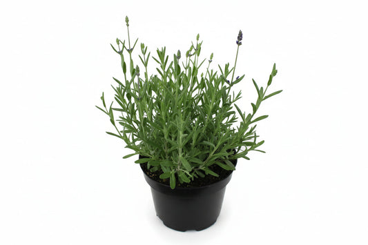 Een bij met geel-zwarte vlekken rust op een paarse lavendelbloem. Zichtbare stengels en andere bloemen vormen een natuurlijke achtergrond voor tuin- en biologische producten.