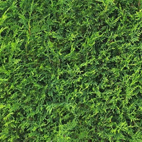 Cupressocyparis leylandii 'Tweeduizendéén' - Conifeer - pakketten per meter