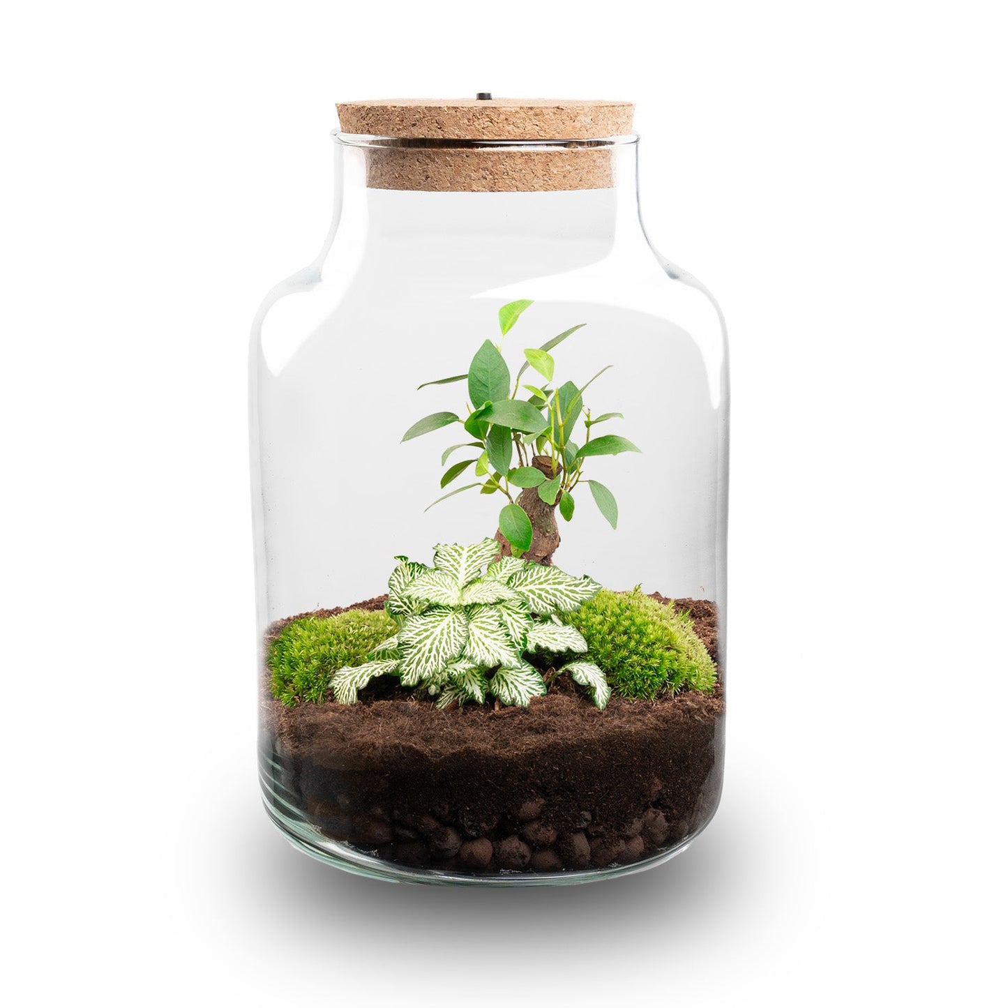 Comnox - Little Milky - DIY Terrarium Kit met LED - 25 cm hoog