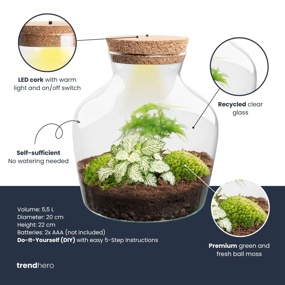 Little Joe Hedera Helix + Fittonia White Tiger - Terrarium with light - Bottle garden DIY kit - Ø 20 cm ↑ 22 cm