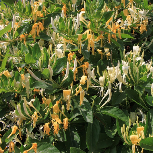 Honingroos bloeit in wit en geel, omringd door groene bladeren. Perfect voor tuinieren en decoratieve planten in de zomer.
