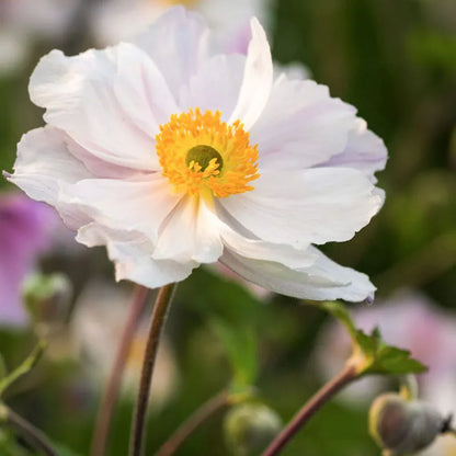Anemone 'Ruffled Swan' - Herfstanemoon