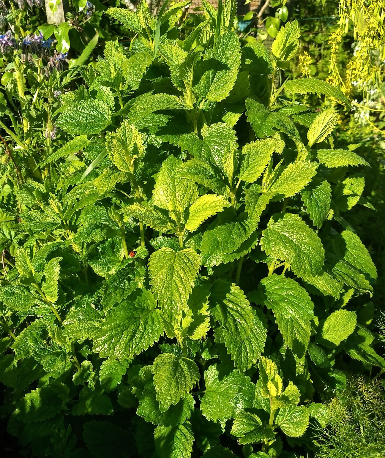 Melissa officinalis - Citroenmelisse