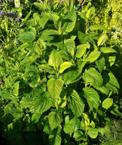 Melissa officinalis - Citroenmelisse