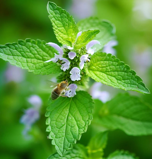 Melissa officinalis - Citroenmelisse