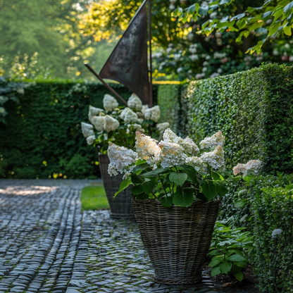 Hydrangea Early Harry - Set van 2 - Hortensia