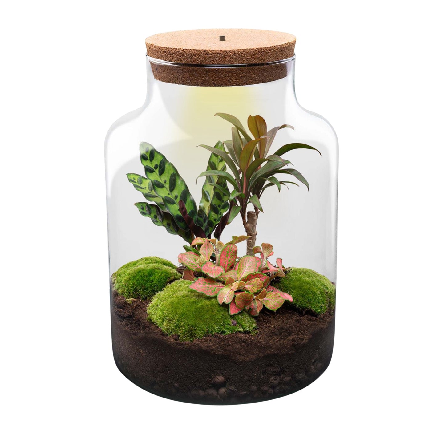 Milky - Terrarium with light - Bottle garden DIY kit - Ø 21 cm ↑ 30 cm