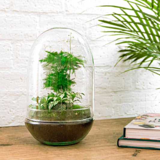 Een glazen terrarium met een bolvormige dop, gevuld met donkere aarde en groene planten, waaronder een netwerkplant en een fijnbladige varenssoort, geschikt voor binnenruimte decoratie.