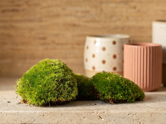 Comnox - Live Cushion Moss - Natuurlijke Decoratie - Leucobryum glaucum