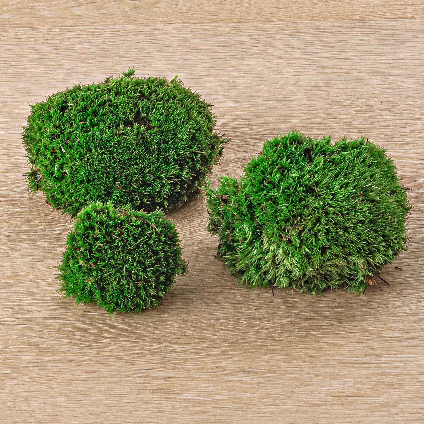 Comnox - Live Cushion Moss - Natuurlijke Decoratie - Leucobryum glaucum