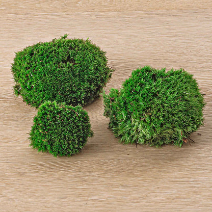 Comnox - Live Cushion Moss - Natuurlijke Decoratie - Leucobryum glaucum