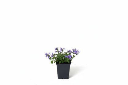 Nepeta 'Six Hills Giant' - Kattenkruid