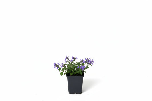 Violette bloemen van Nepeta ‘Six Hills Giant’ in volle bloei, met groene bladeren en lange stengels. Perfect voor tuinversiering en als decoratieve plant in de tuin.
