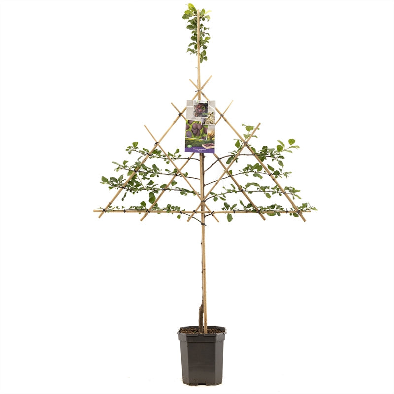 Prunus domestica Opal - Blauwe pruim leivorm