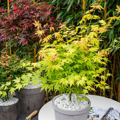 Acer palmatum 'Orange Lace' - Japanse esdoorn