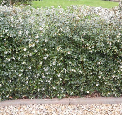 Osmanthus burkwoodii - Schijnhulst