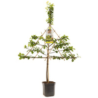 Prunus domestica R-Cl. d'Oullins - Gele pruim leivorm