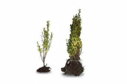 Ligustrum ovalifolium 'Aureum' - Wintergroene bonte liguster blote wortel