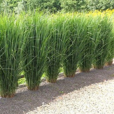 Panicum virgatum ‘Northwind’ – Sierlijk Prairiegas (C10 pot) 3 beschikbaar!