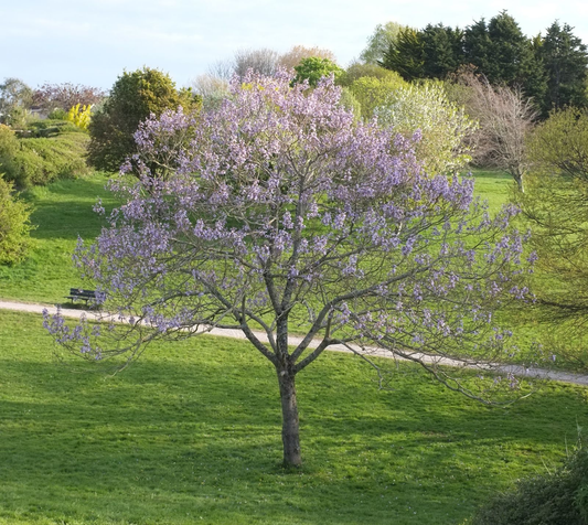 Paulownia tomentosa - Anna Paulownaboom