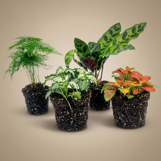 Groene kamerplanten in zwarte potten, inclusief een aspergeplant, een netbladplant en een kleurrijke nervenplant, perfect voor binnenruimtes en als decoratieve tuinplanten.