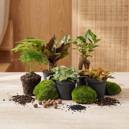 Comnox - Plant terrarium Refill & Starter kit - DIY pakket met 5 planten