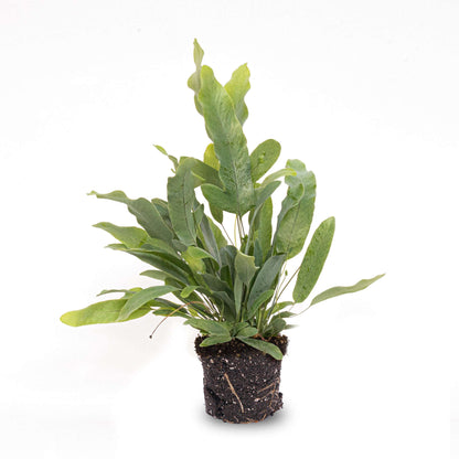 Phlebodium Blue star - Pot size 6 - Baby plant - Terrarium plant – Baby plant – Comnox Company