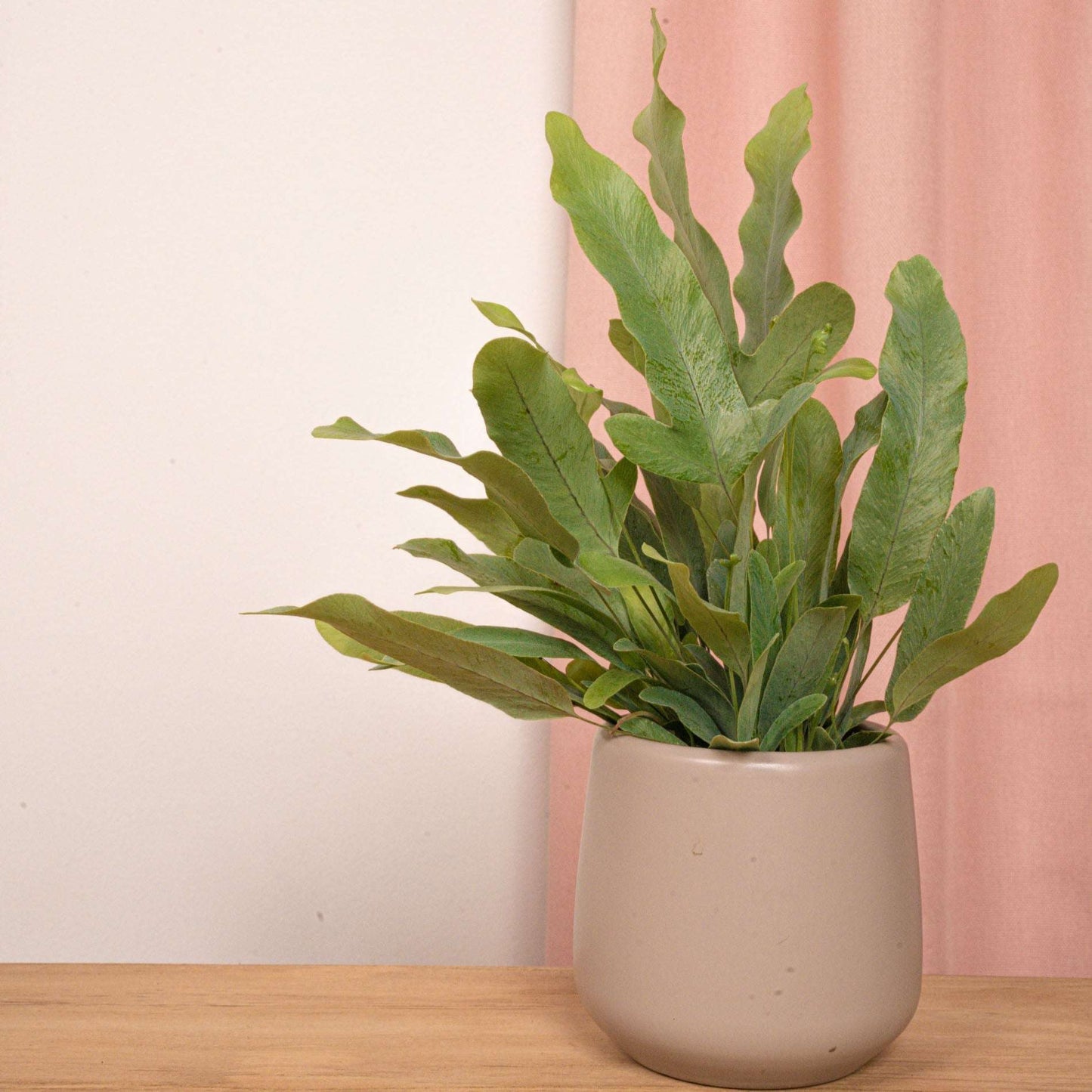 Phlebodium Blue star - Pot size 6 - Baby plant - Terrarium plant – Baby plant – Comnox Company