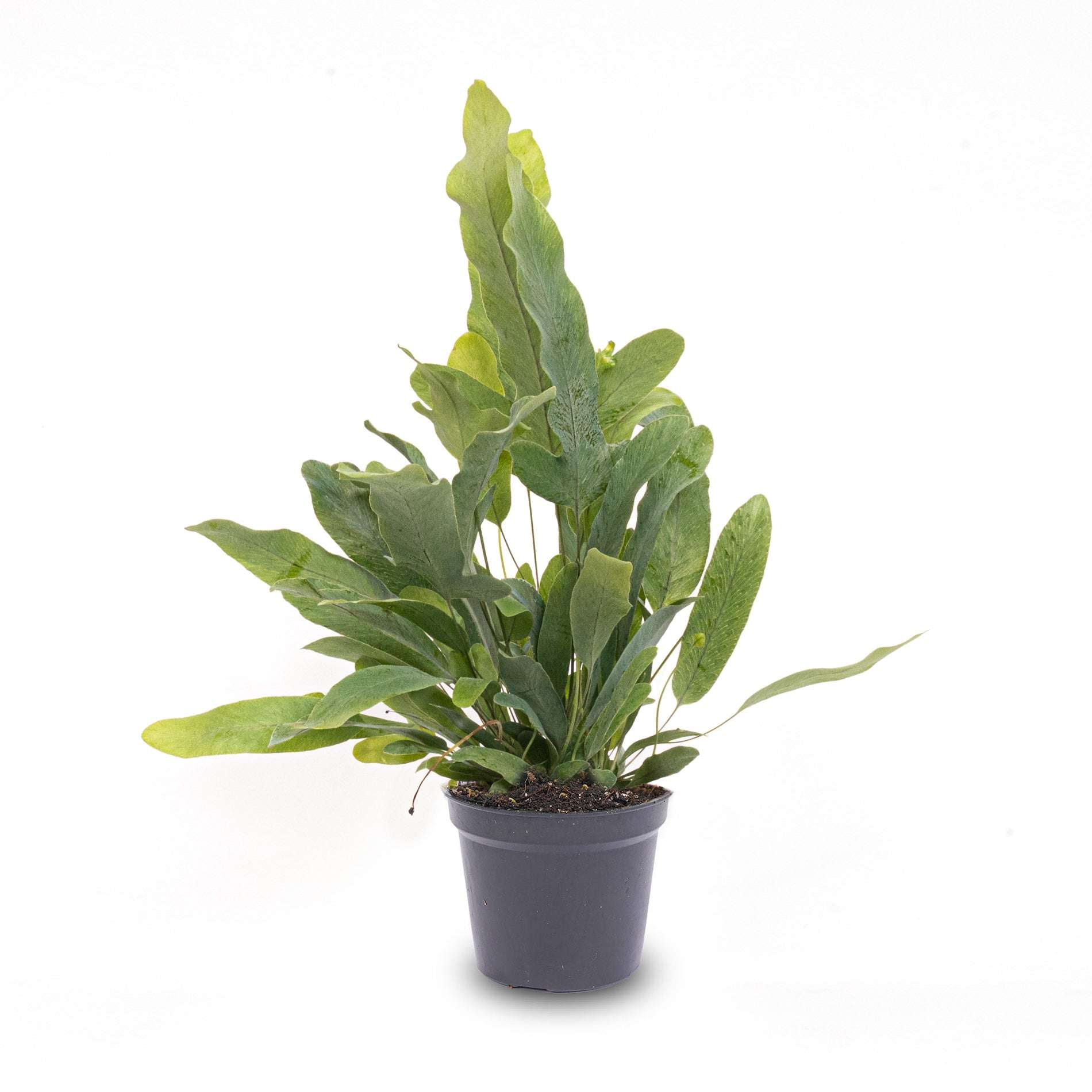 Phlebodium Blue star - Pot size 6 - Baby plant - Terrarium plant – Baby plant – Comnox Company