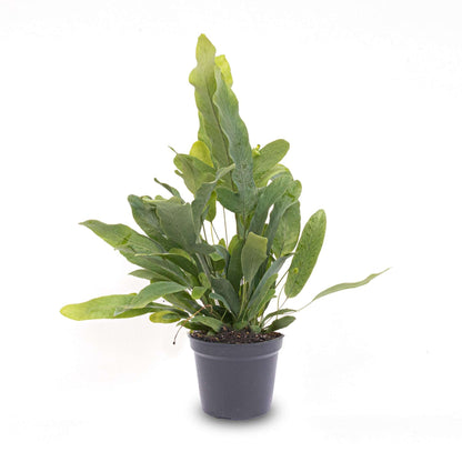 Phlebodium Blue star - Pot size 6 - Baby plant - Terrarium plant – Baby plant – Comnox Company