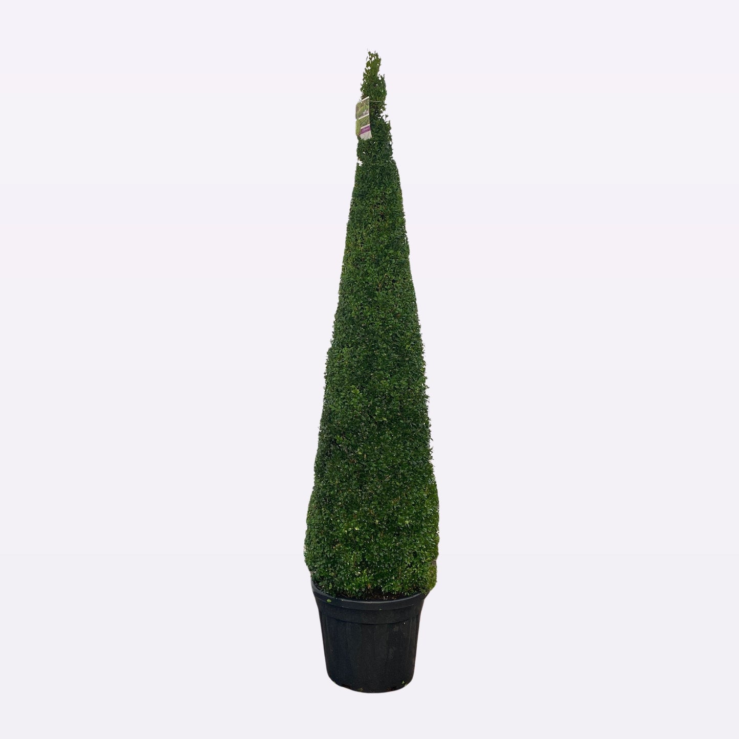 Buxus Sempervirens Piramide