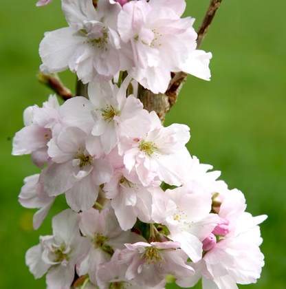 Prunus serr. Amanogawa - Japanse Sierkers
