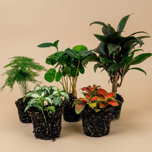 Groene kamerplanten in zwarte potten, inclusief een witte-gevlekte en een rode netbladsoort, geschikt voor binnenruimtes. Perfect voor decoratie en luchtverfrissing in woon- en kantoorruimtes.