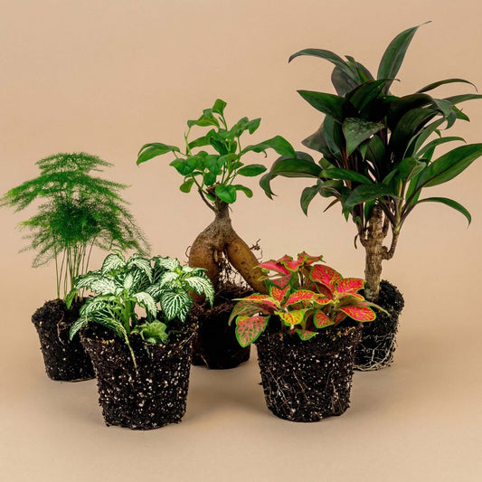 Groene kamerplanten in zwarte potten, inclusief een aspergeplant, een witte vlekplant, een klimplant met rode bladeren en een vlezige plant met donkergroene bladeren, geschikt voor binnenruimtes.