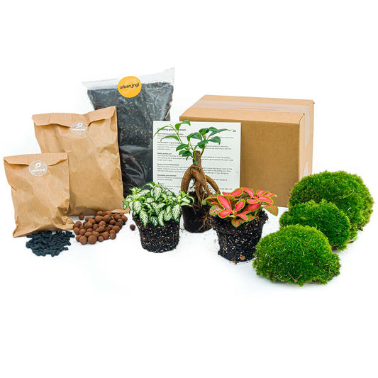 Comnox - Bonsai Ficus Ginseng Terrarium Kit - DIY Starter & Refill - Complete Set