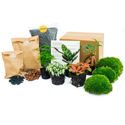 Comnox - Plant terrarium Refill & Starter kit - DIY pakket met 5 planten