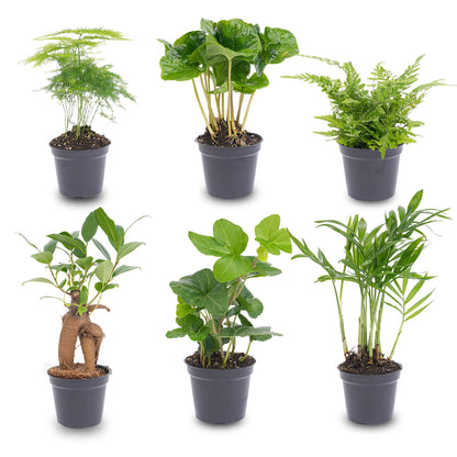 Plant set - 6 green plants - Baby and terrarium plants