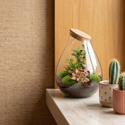 Comnox - Drop XXL Bonsai - Zelfbouw Terrarium Kit - Glazen Ecosysteem