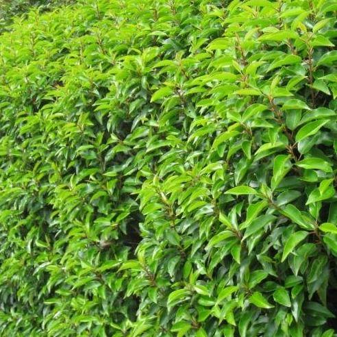 Prunus lusitanica 'Angustifolia' - portugese Laurier