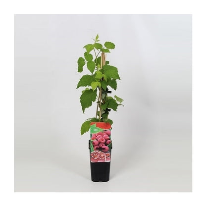 Rubus idaeus Malling Promise - Zomer Framboos