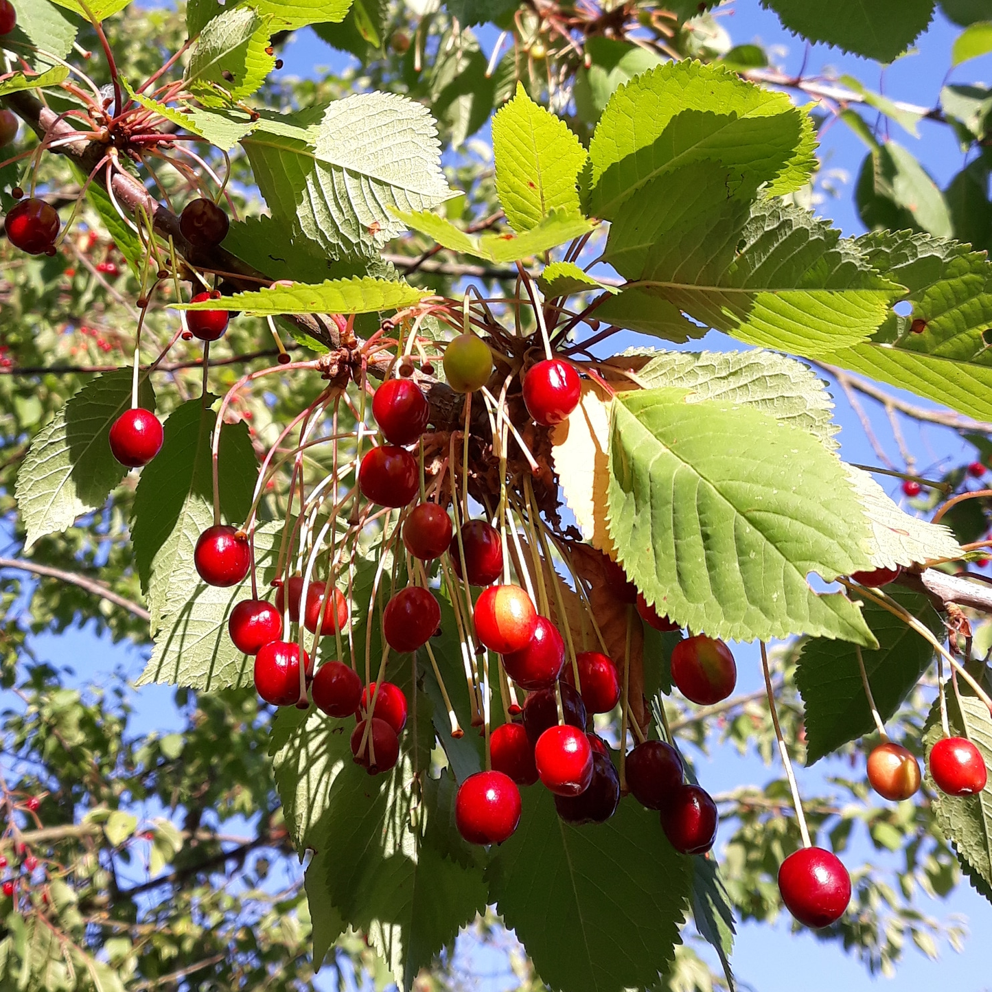 Prunus avium - Zoete kers blote wortel