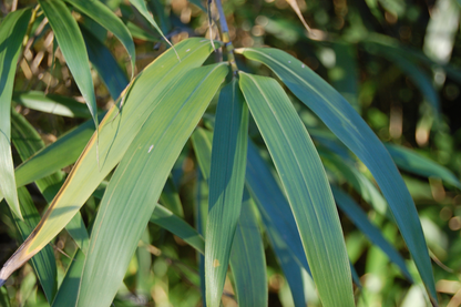 Pseudosasa japonica - Woekerende bamboe