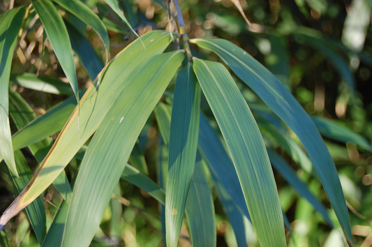 Pseudosasa japonica - Woekerende bamboe